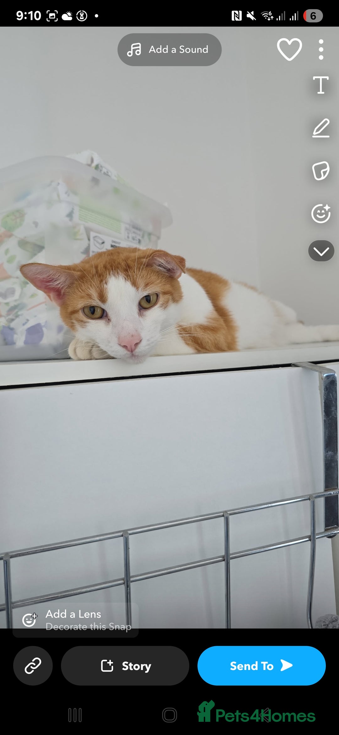 American Shorthair cats for sale: Ziggy and waffle - Image 4