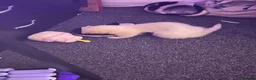 Ferret rodents for sale: Ferret | Male  - Advert 7