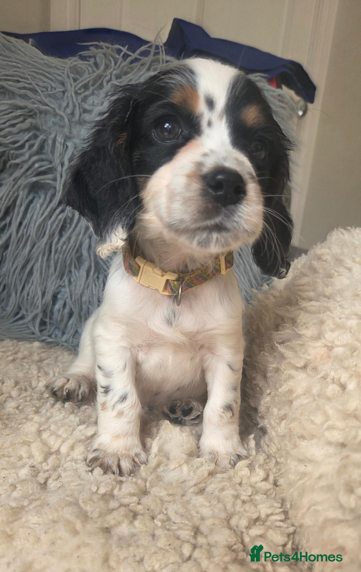 Cocker Spaniel dogs Tri/roan and tan Kc/health tested boys   - Advert 2