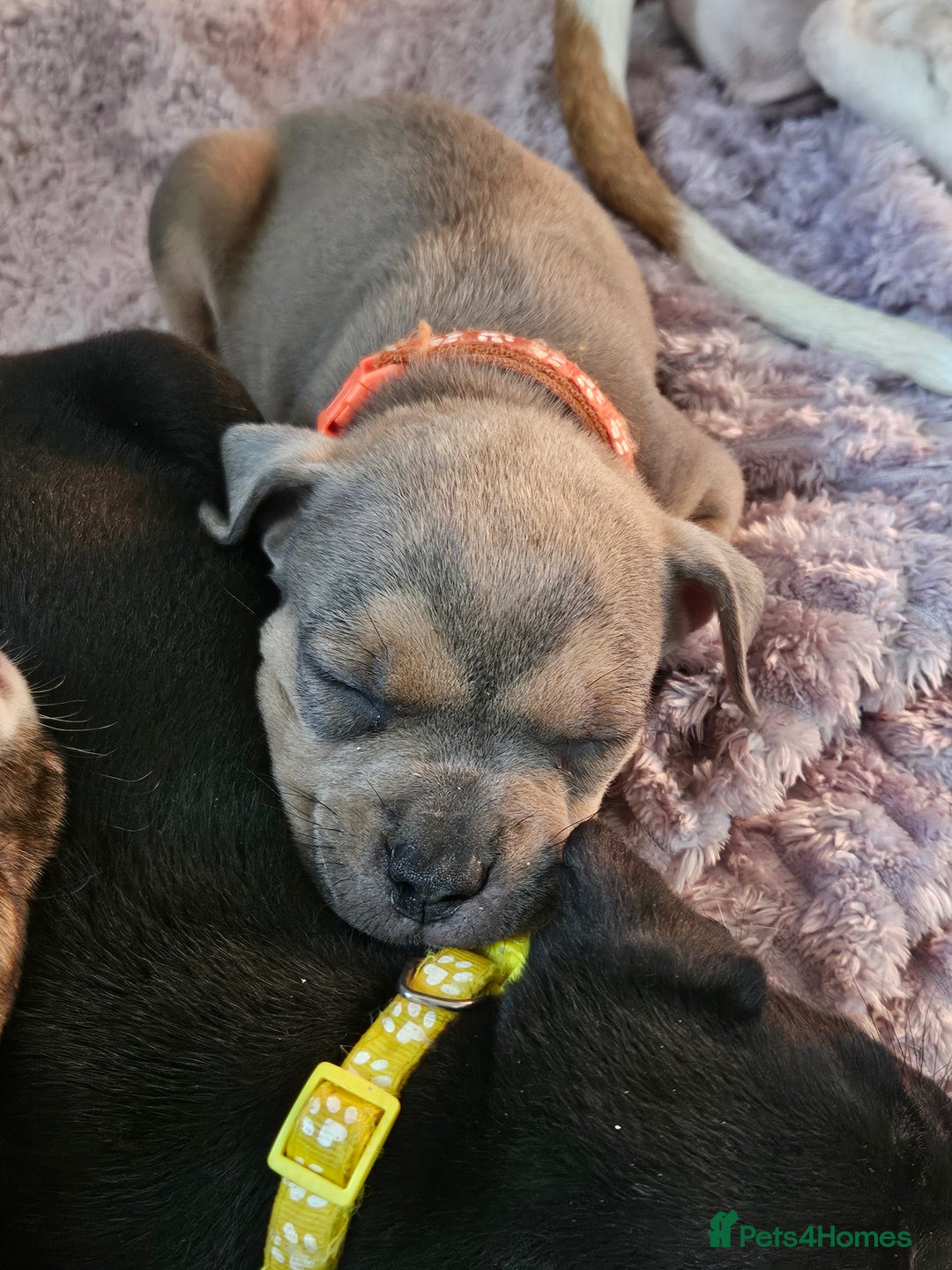 Mixed Breed dogs for sale: American Bulldog Cross Staffy puppies  - Image 11