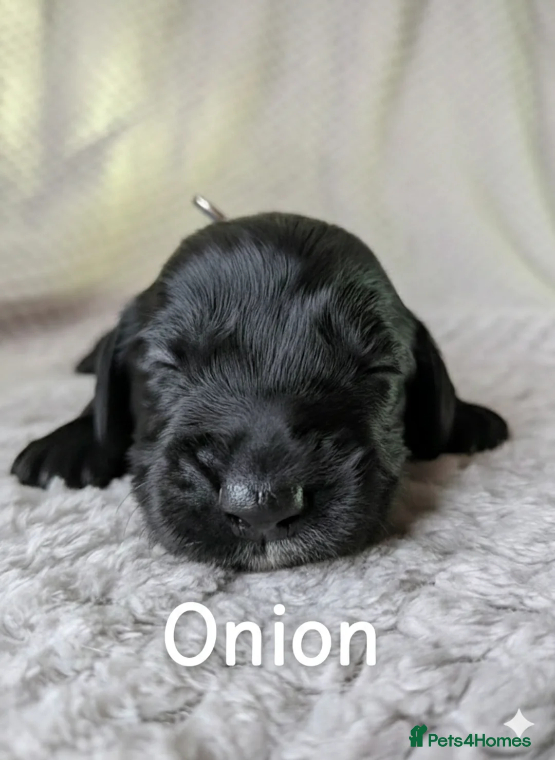 Mixed Breed dogs for sale: Very cute Sprokerpoo Puppies for sale  - Advert 20