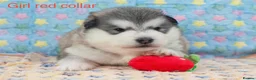 Alaskan Malamute dogs for sale: Pedigree Alaskan Malamute puppies  - Advert 8