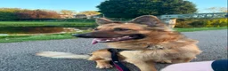 German Shepherd dogs for sale: Beautiful Plush Coated German Shepherd Puppies  - Advert 6