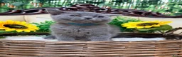British Shorthair cats for sale: 🩵Fluffy British Shorthair🩵BOY - Advert 27
