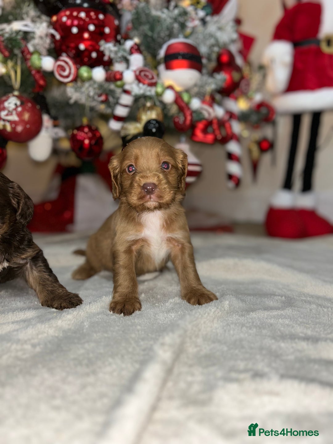 Cockapoo dogs for sale: Stunning cockapoo puppies  - Advert 4