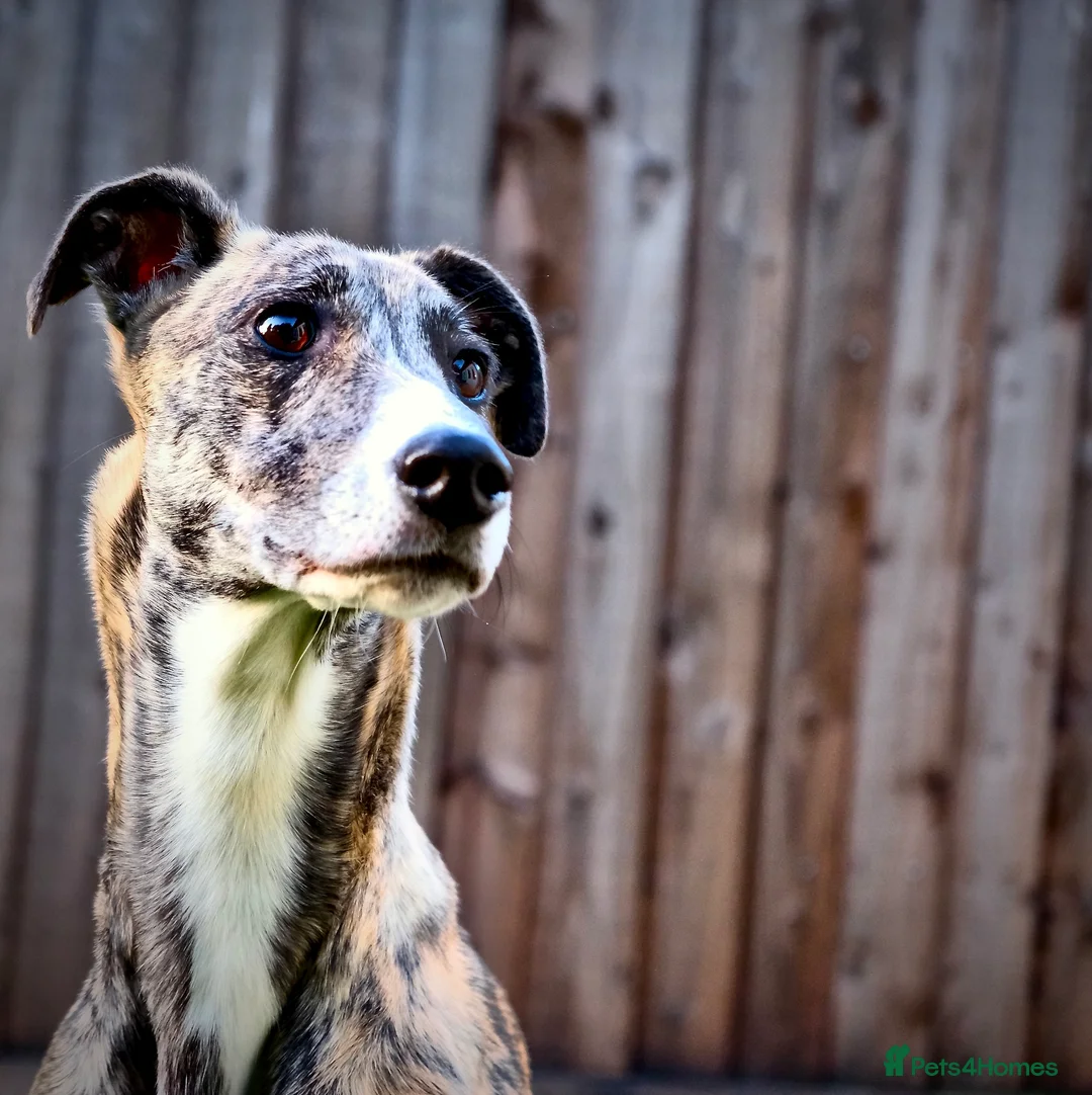 Lurcher dogs for sale: ColliexGreyhoundxwhippet Lurcher Puppies in Gloucester - Advert 2