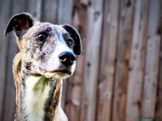 Lurcher dogs ColliexGreyhoundxwhippet Lurcher Puppies - Advert 4