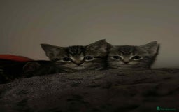 Mixed Breed cats for sale: 3 beautiful kittens looking for their forever home - Image 14