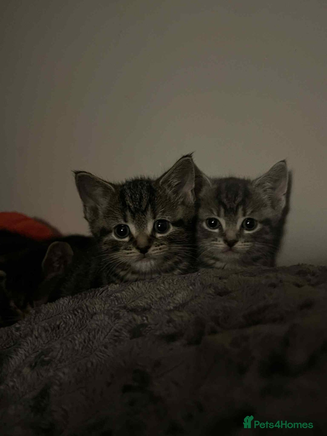 Mixed Breed cats for sale: 3 beautiful kittens looking for their forever home - Image 14