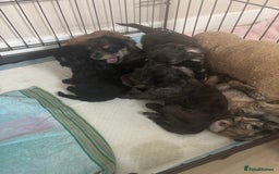 Cavapoo dogs for sale: Cavapoo puppies  in Preston - Image 10