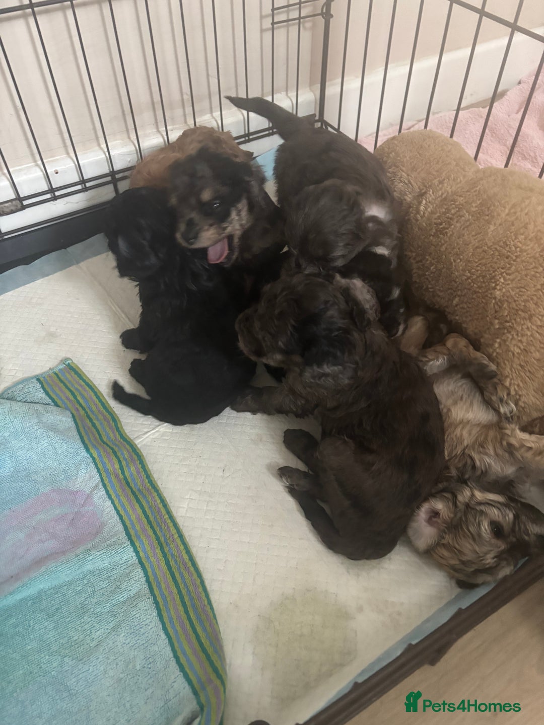 Cavapoo dogs for sale: Cavapoo puppies  in Preston - Image 10