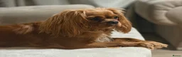 Cavalier King Charles Spaniel dogs for sale: Beautiful KC Reg Cavalier King Charles Girl  - Advert 8