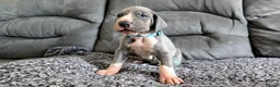 Great Dane dogs for sale: Exceptional Great Dane puppies 🐶  - Advert 26