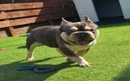 French Bulldog dogs for sale: KC reg French bulldog puppies female & male big➰  - Image 10