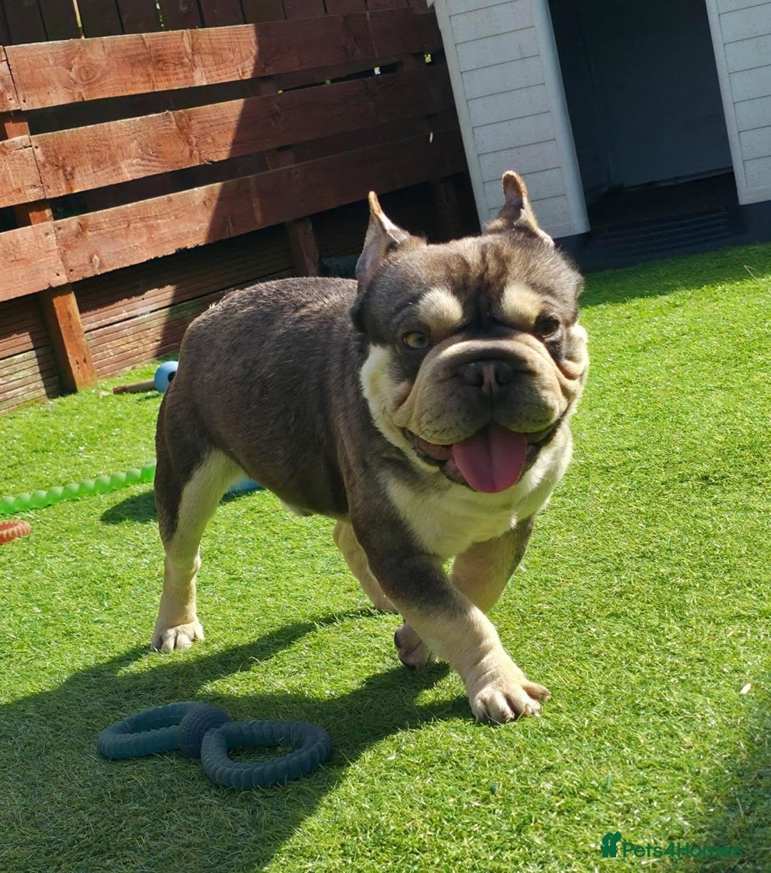 French Bulldog dogs for sale: KC reg French bulldog puppies female & male big➰  - Image 10