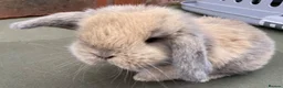 Mini Lop rabbits for sale: STUNNING PURE BRED MINI LOPS MUST SEE - Advert 22