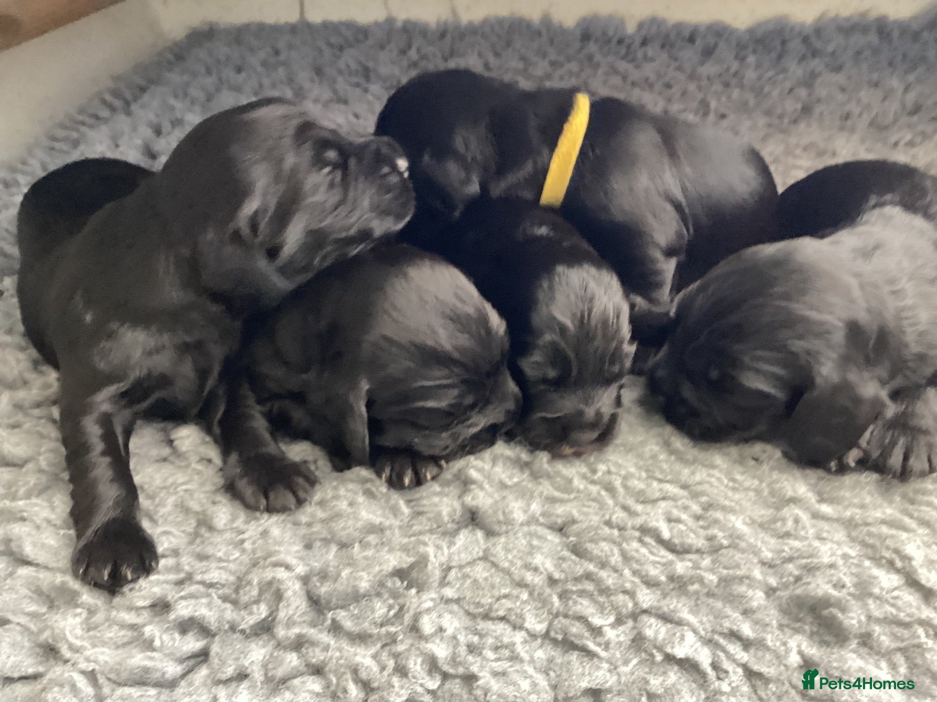 Cocker Spaniel dogs Outstanding working cocker spaniel pups FTCH lines - Advert 3