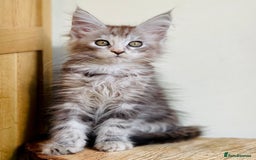 Maine Coon cats for sale: Beautiful pure bread maine coon kittens  - Image 20