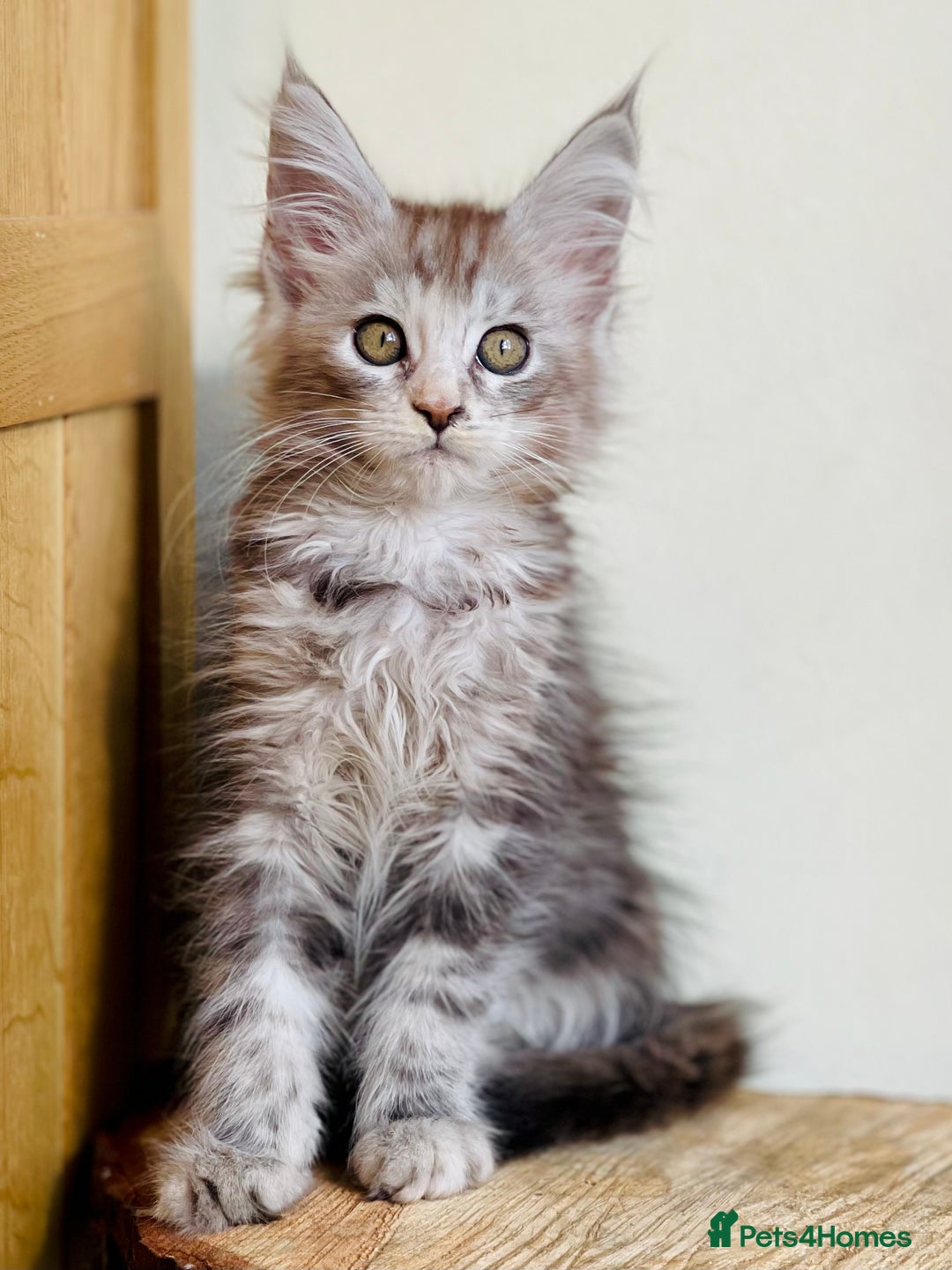 Maine Coon cats for sale: Beautiful pure bread maine coon kittens  - Image 20