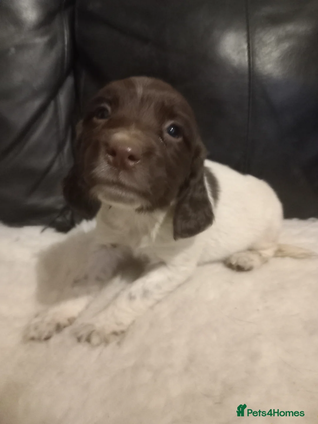 English Springer Spaniel dogs for sale: English springer spaniel  - Advert 4