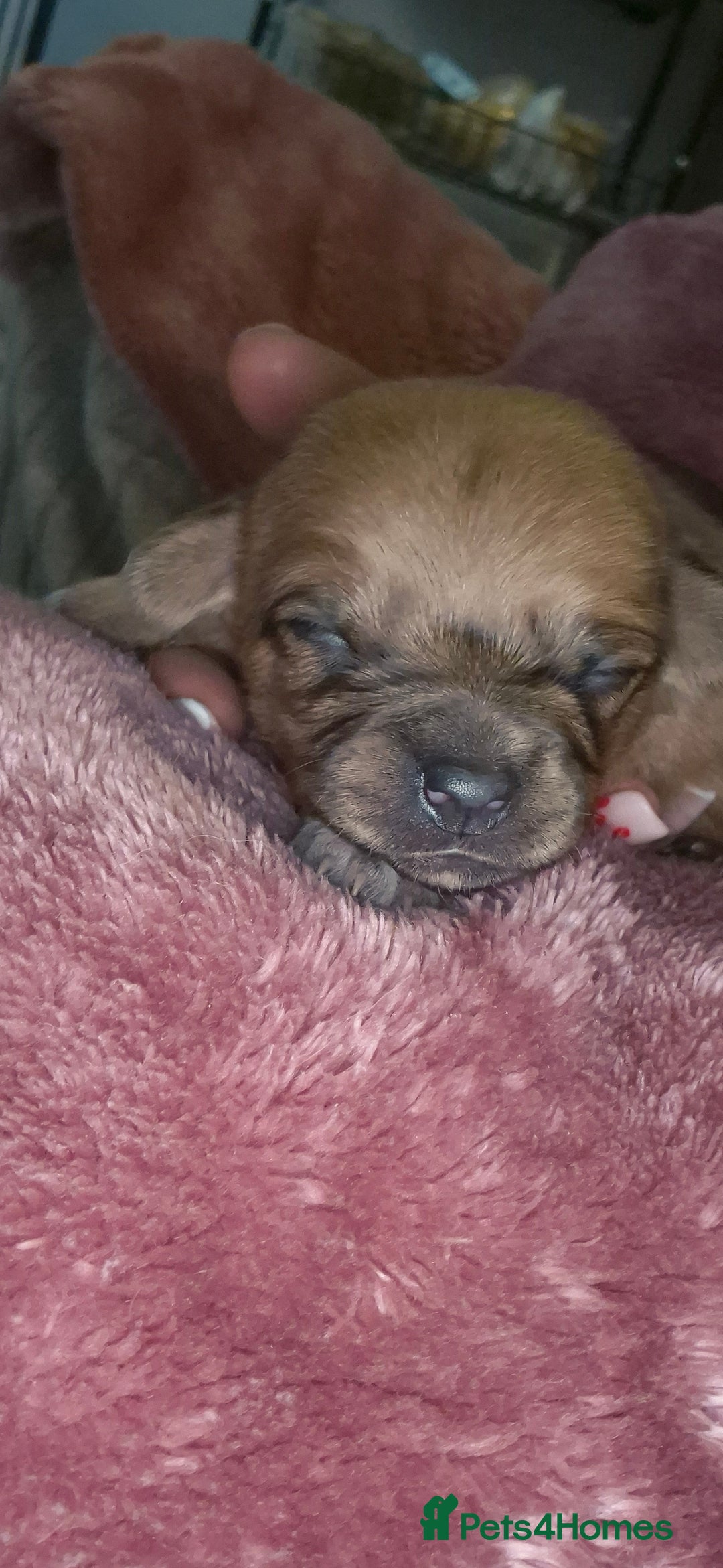 Chipoo dogs for sale: Beautiful chipoo puppys  - Advert 11