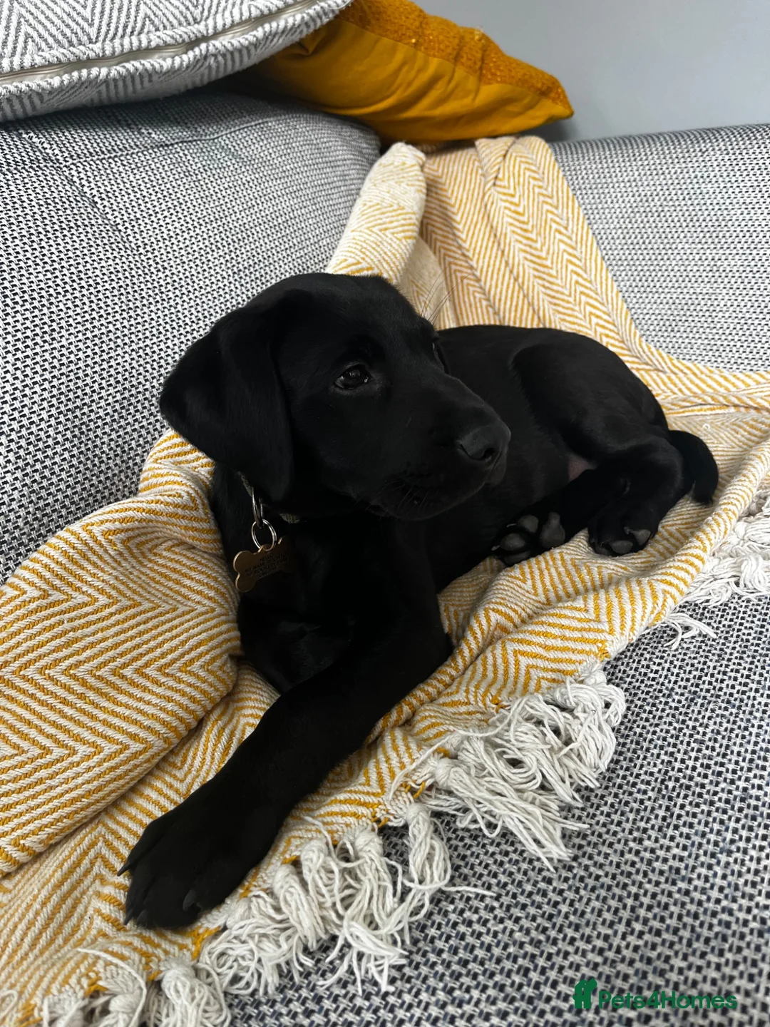Labrador Retriever dogs for stud: Black Labrador Retriever for stud  in Leeds - Advert 7