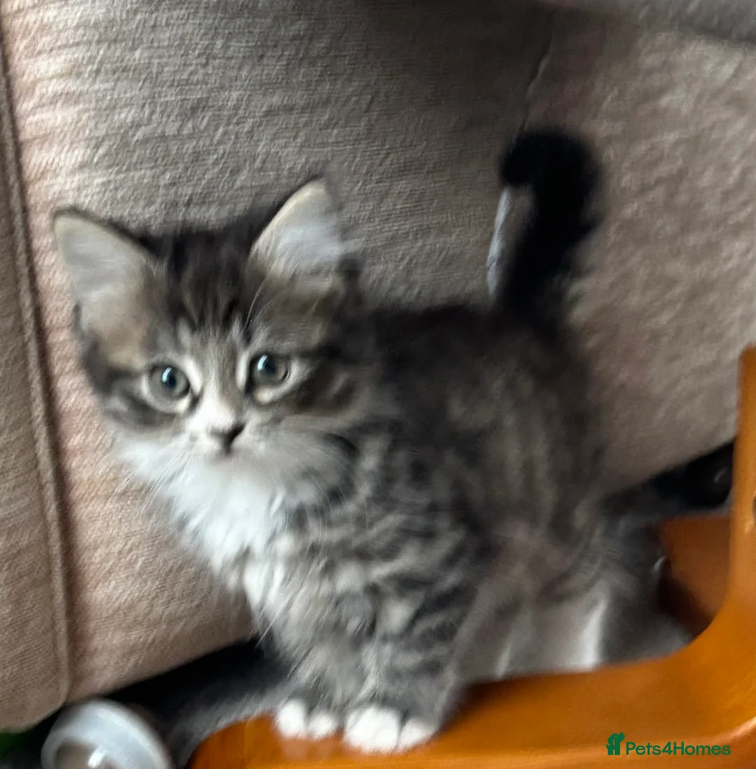Mixed Breed cats for sale: Adorable Fluffy Kittens - Advert 2