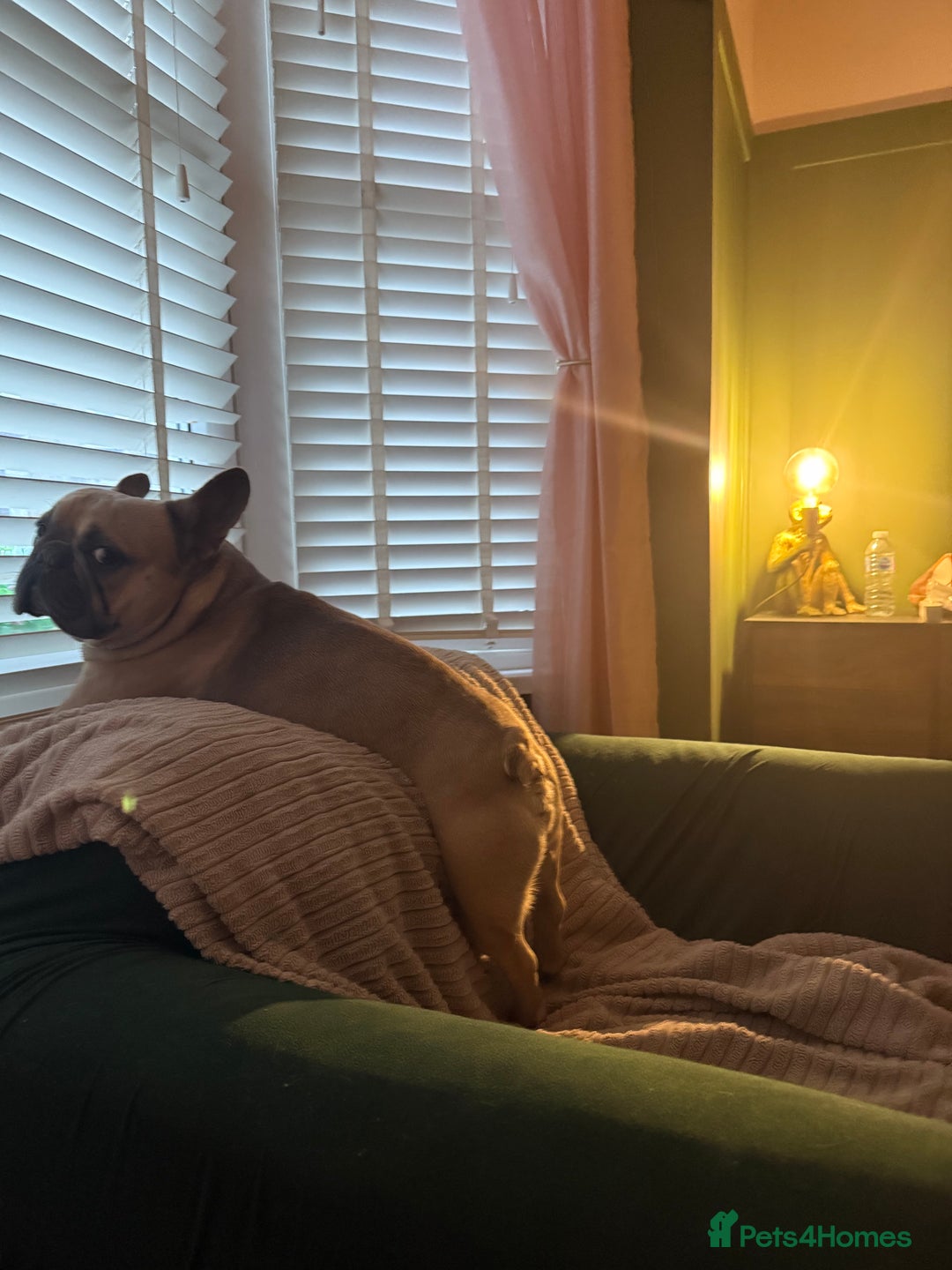 French Bulldog dogs for stud: Tan French bulldog for stud  - Image 2