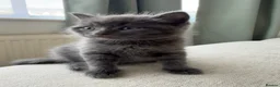British Shorthair cats for sale: Mercedes, Grey ‘Blue’ British Shorthair male. - Advert 3