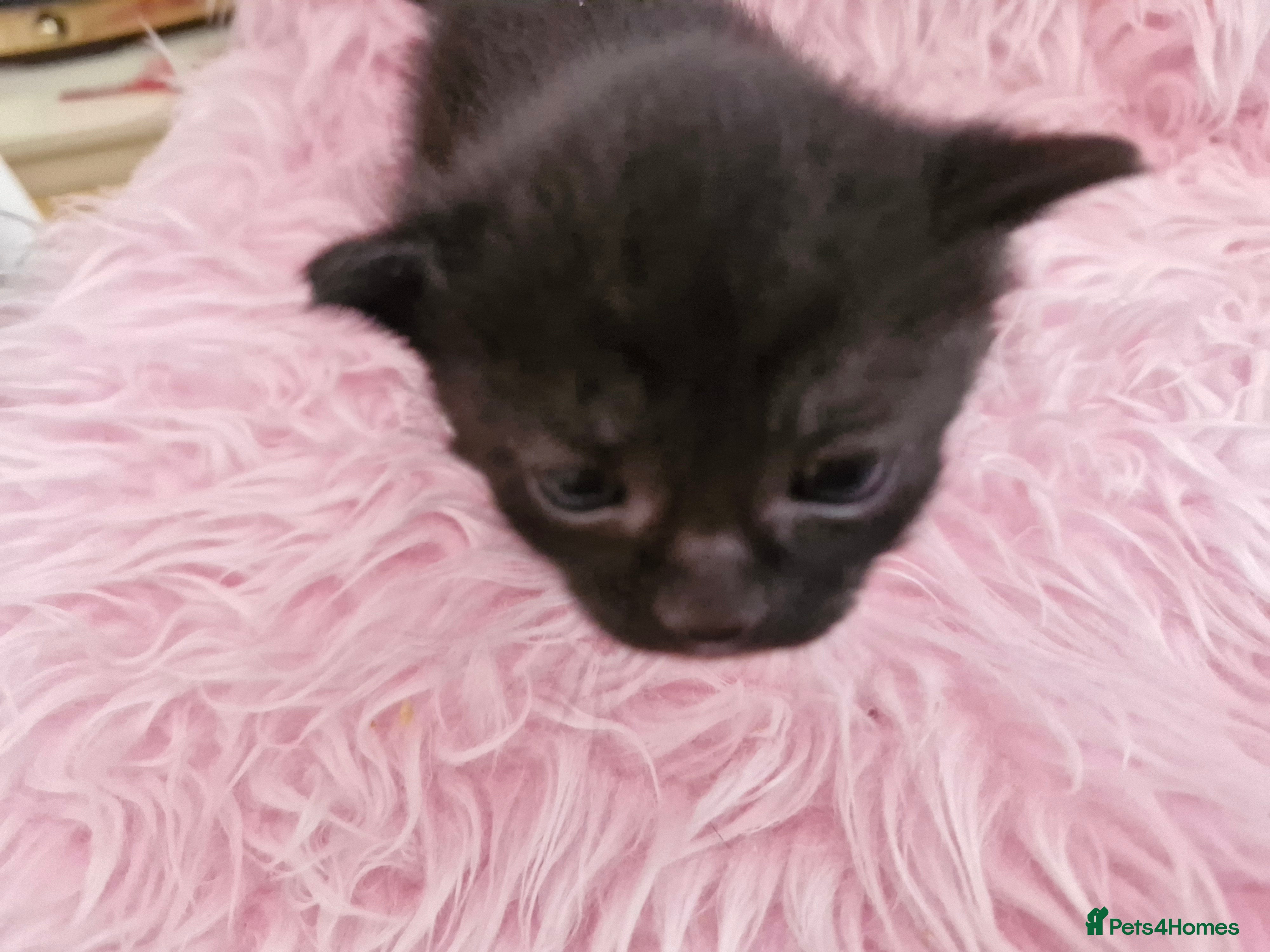 Mixed Breed cats Lovely kittens looking for new home - Advert 19