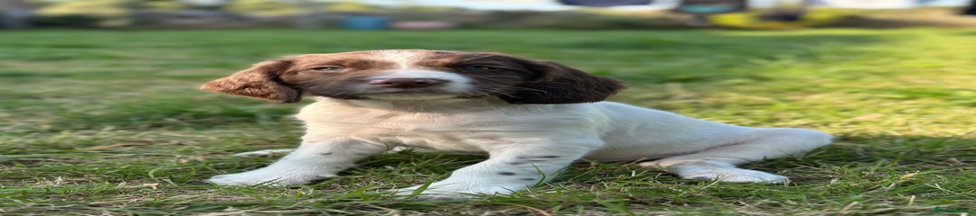English Springer Spaniel Puppy 1