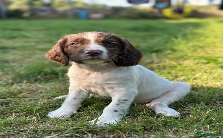 English Springer Spaniel dogs - Advert 9