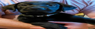 Labrador Retriever 2