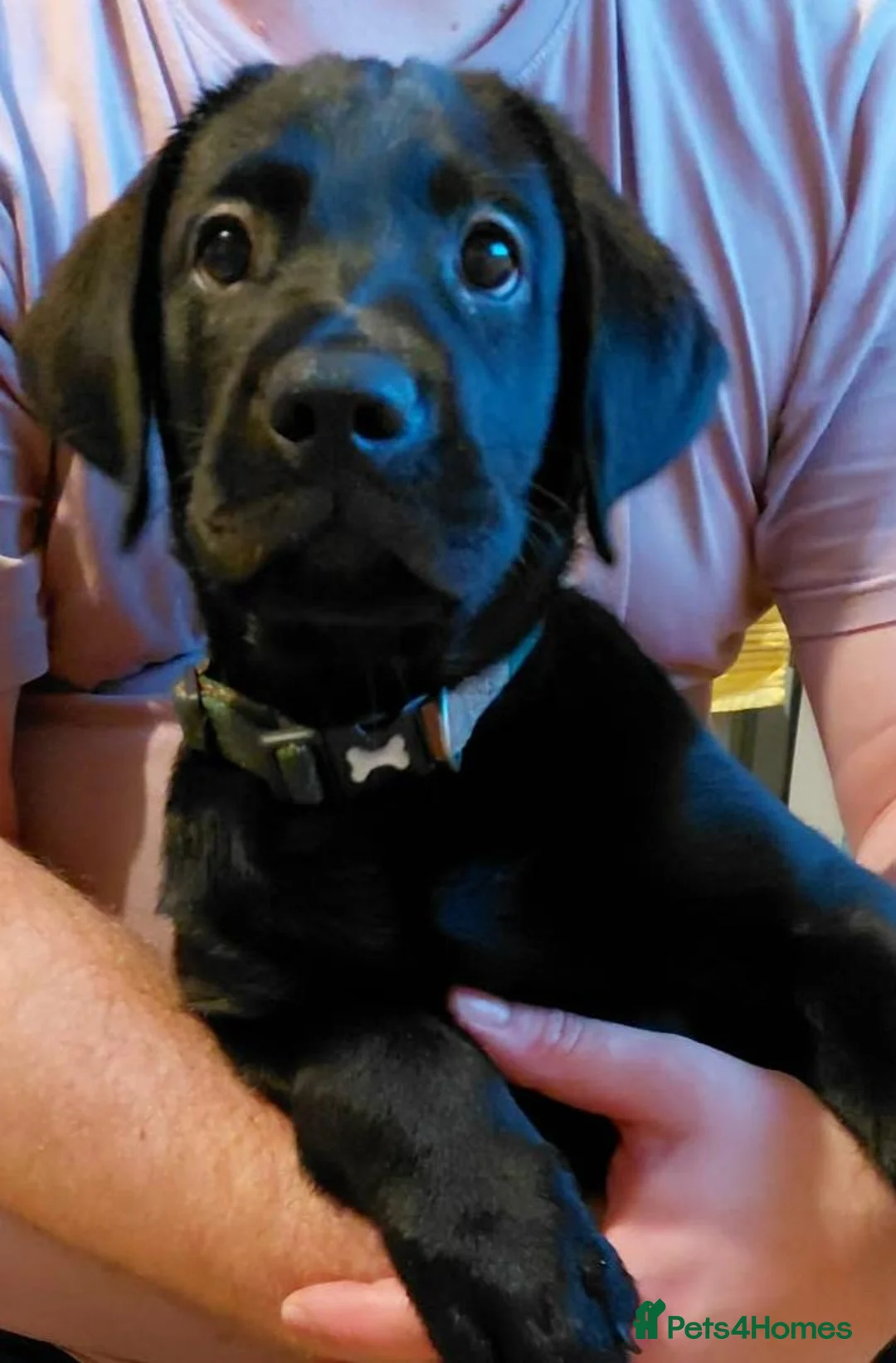 Labrador Retriever dogs for sale: 4 boys in Chichester - Advert 6