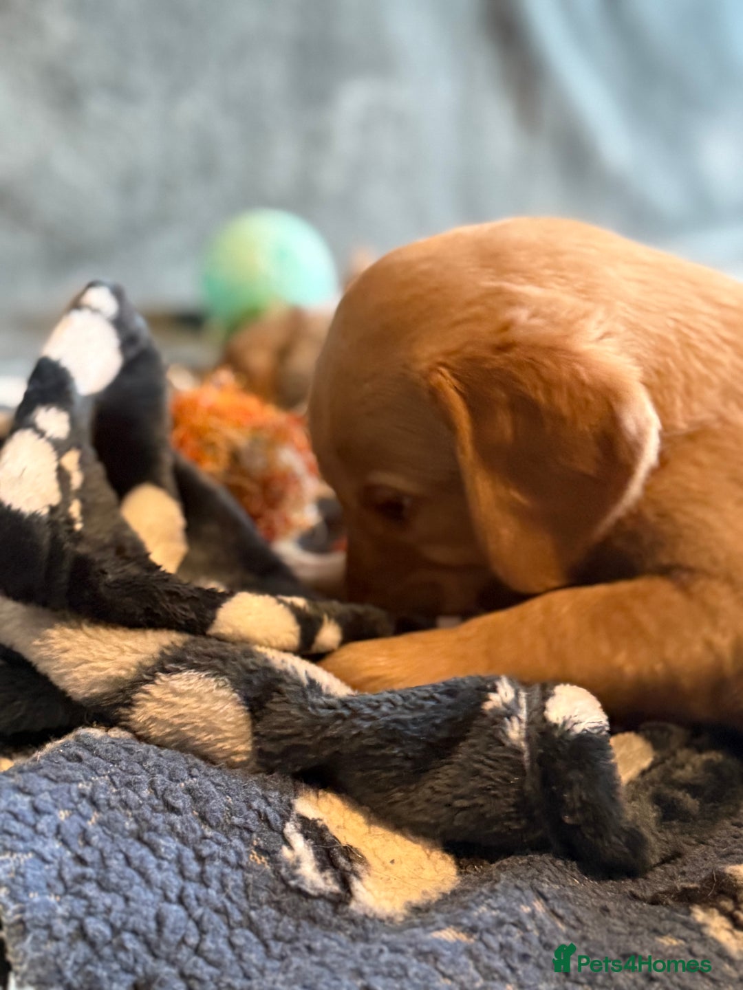 Goldador dogs for sale: Goldendor puppies - Image 12