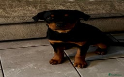 Rottweiler dogs for stud: Stunning male Rottweiler for stud  - Image 3