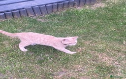 British Shorthair cats for sale: 3 gorgeous kittens left - Image 6