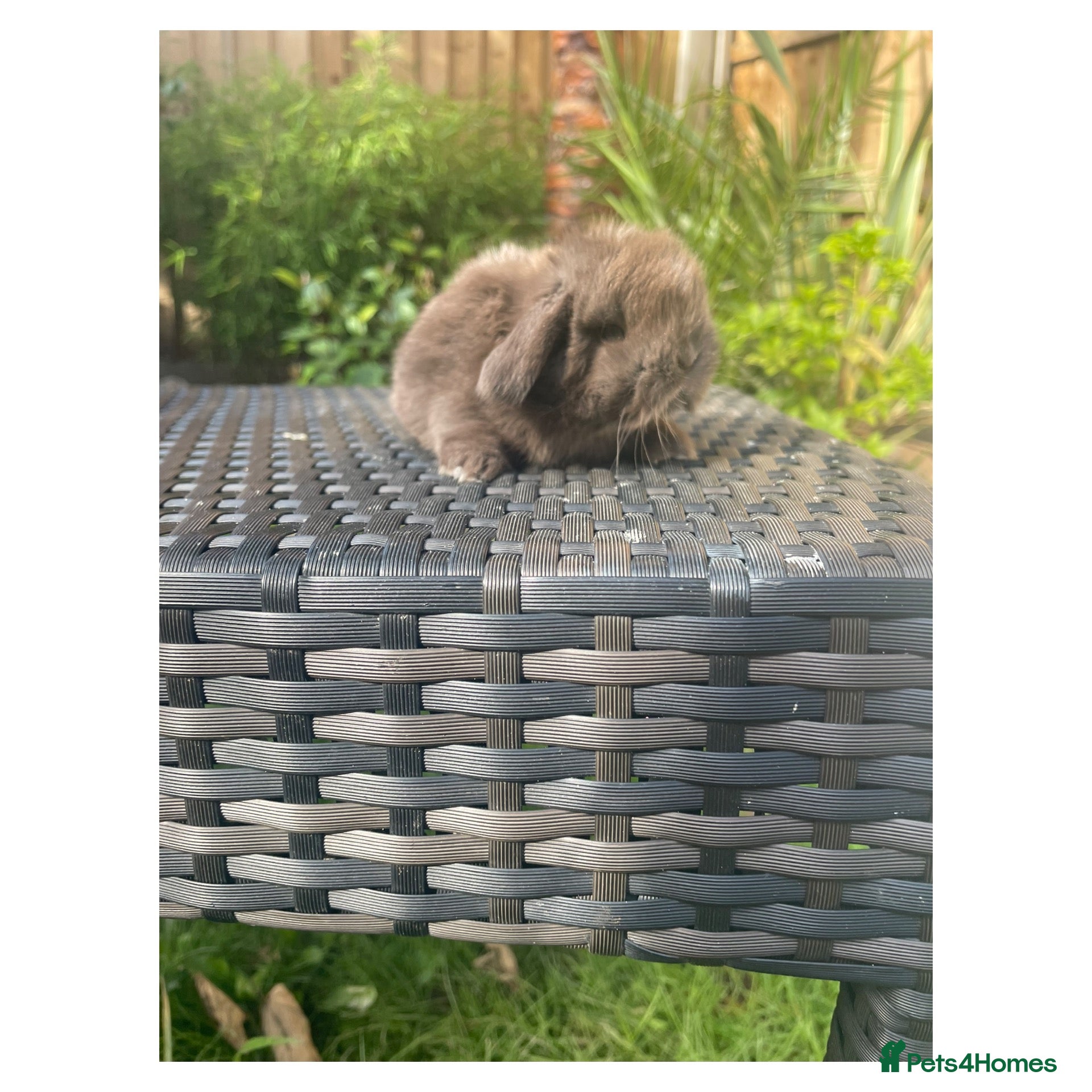 Mini Lop rabbits Beautiful mini lops  - Advert 1