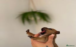 Staffordshire Bull Terrier dogs for sale: Red Staffordshire bull terrier puppies  - Image 3