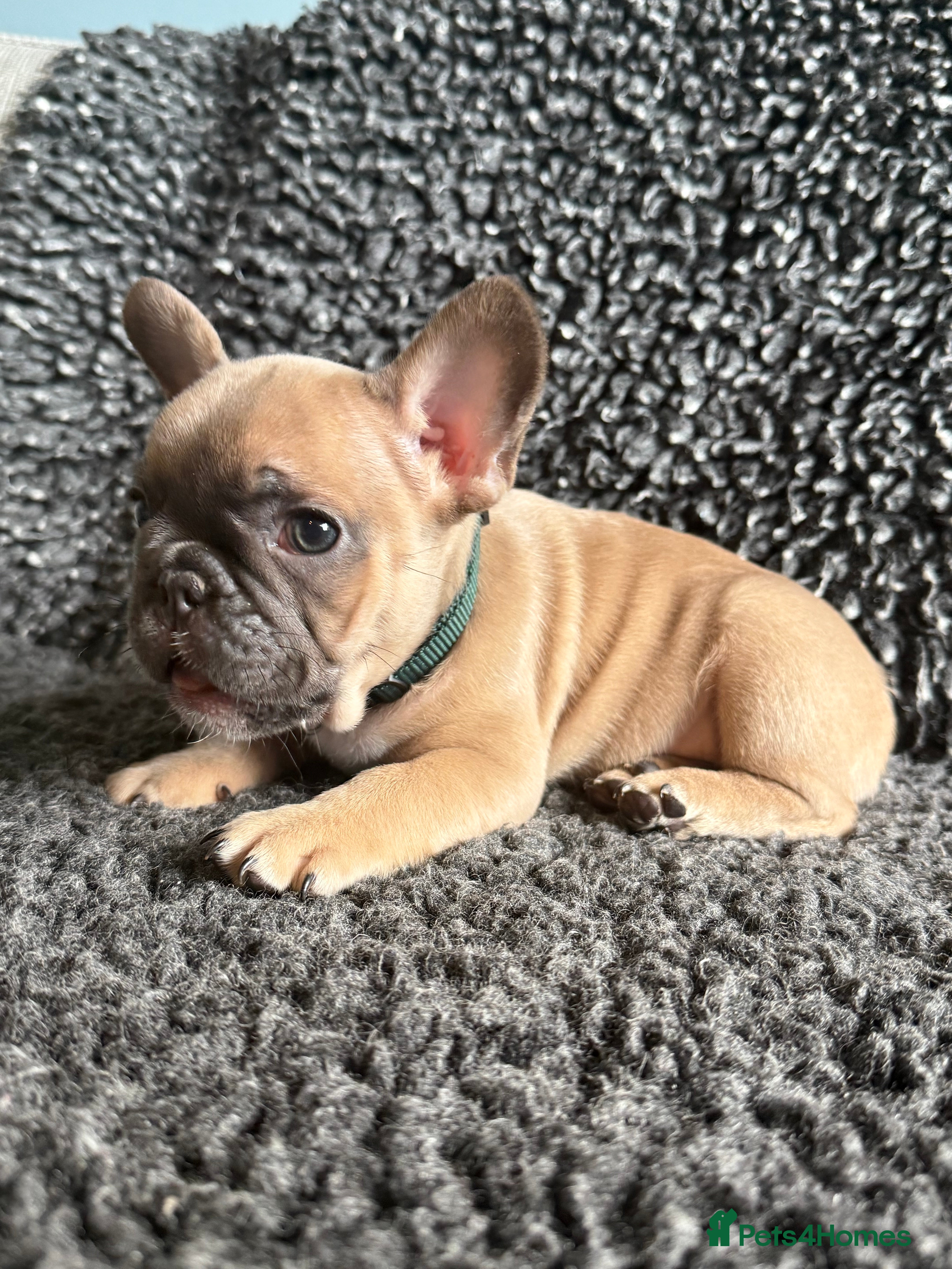 French Bulldog dogs French Bulldog Puppies. Blue Fawn, New shade Rojo. - Advert 8