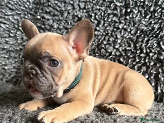 French Bulldog dogs French Bulldog Puppies. Blue Fawn, New shade Rojo. - Advert 19