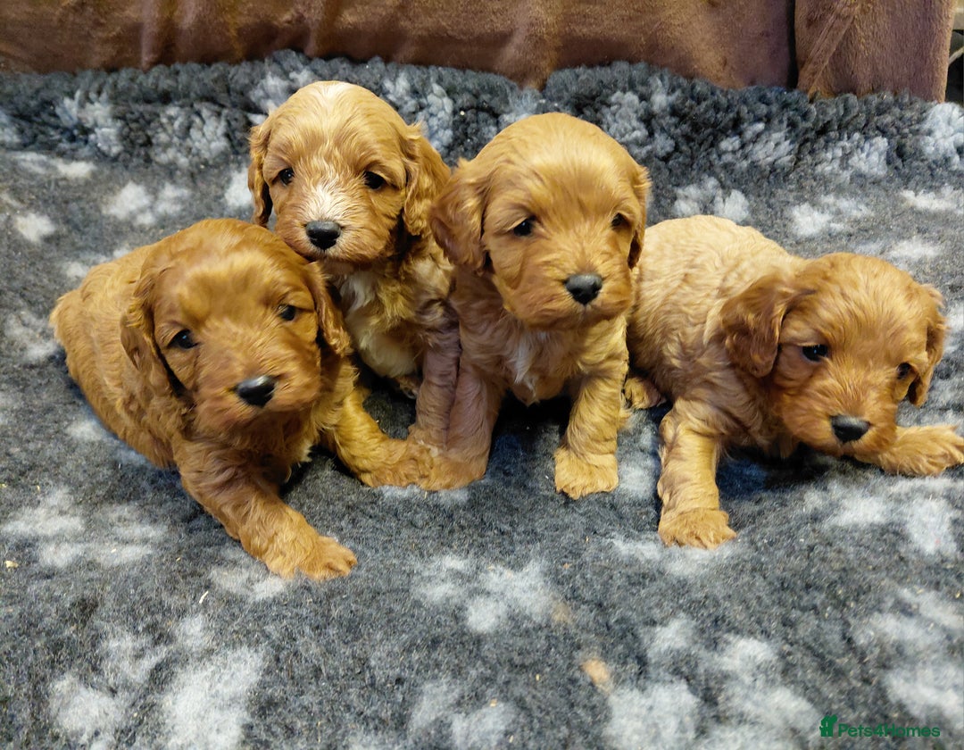 Cavapoo dogs for sale: Toy Red Cavapoos  - Advert 7