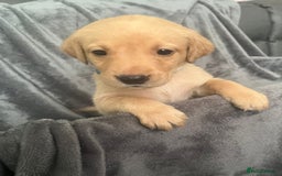 Labrador Retriever dogs for sale: Beautiful KC registered Labrador puppies - Image 20