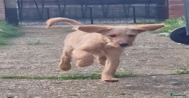 Labradoodle dogs - Advert 16