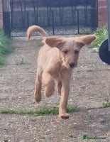 Labradoodle dogs - Advert 16