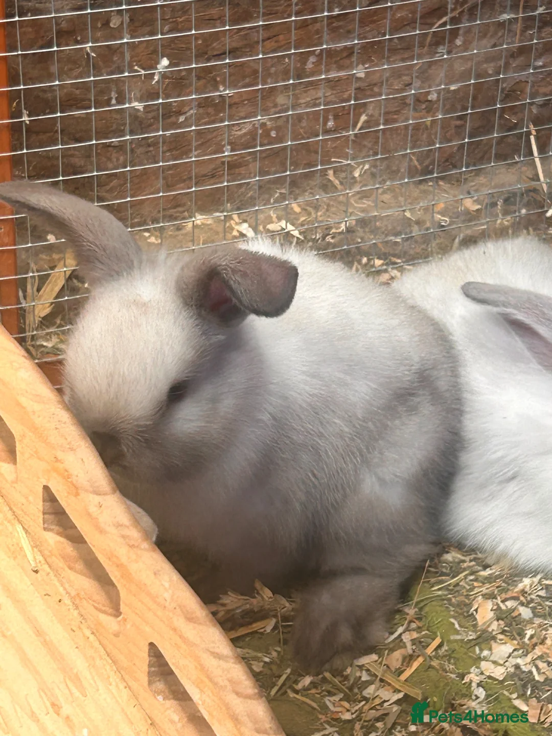 Mixed Breed rabbits for sale: Beautiful Mini Lop x Rex kits  in Newport - Advert 2