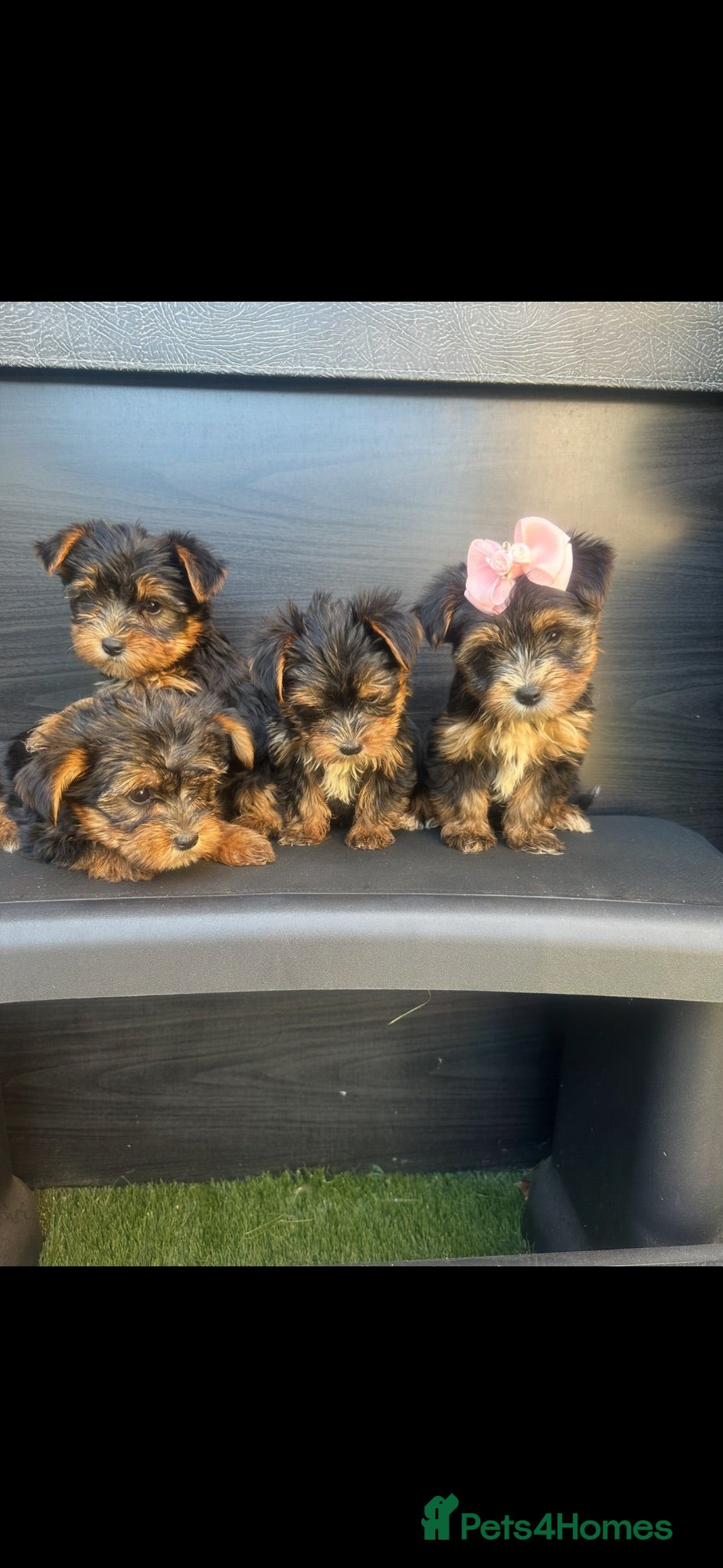 Yorkshire Terrier dogs Yorkie Biewer - Advert 2