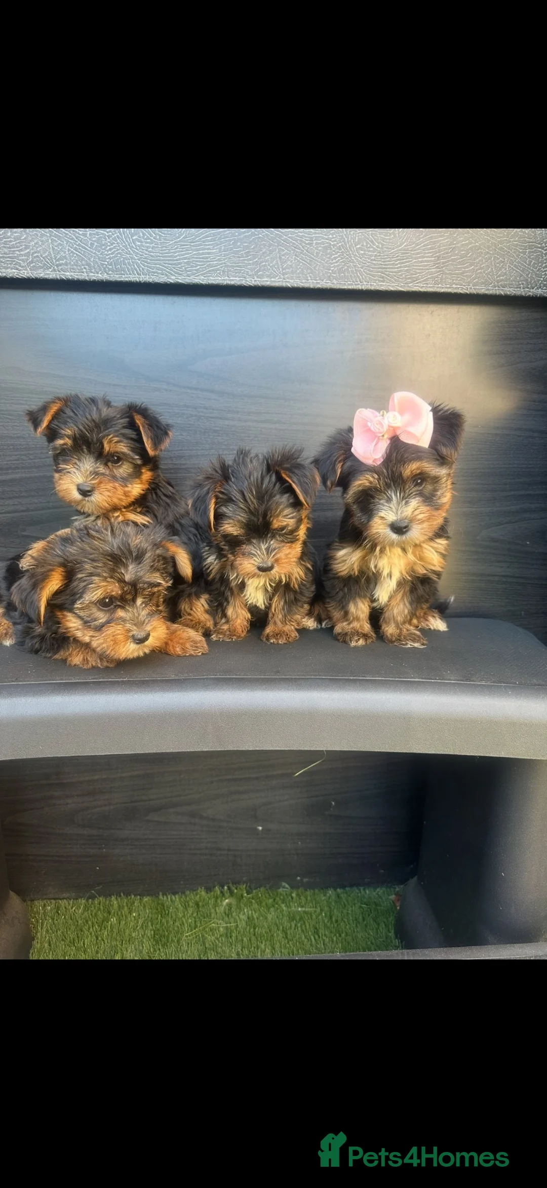 Yorkshire Terrier dogs for sale: Yorkie Biewer - Advert 2
