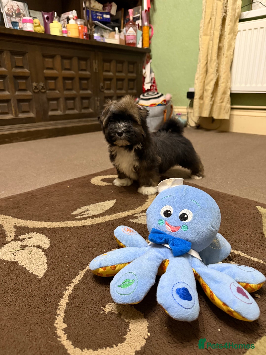 Havanese dogs for sale: ***Amazing Havanese Puppies *** - Advert 25