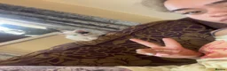Mixed Breed cats for sale: 3 KITTENS FOR SALE - Advert 4